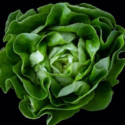 Hydroponic Crisp Romaine Lettuce